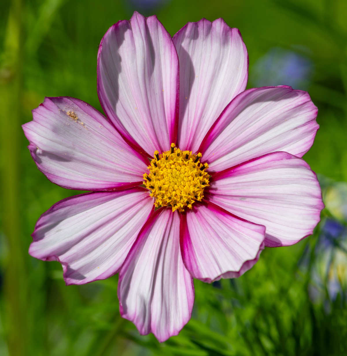 Um close de uma flor de cosmos candy stripe com pétalas rosa e brancas, delimitadas em rosa escuro e um centro amarelo.