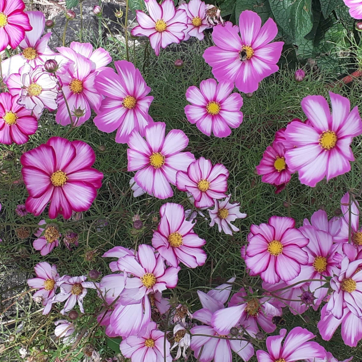 Flores de cosmos candy stripe rosa e brancas florescendo em um campo.