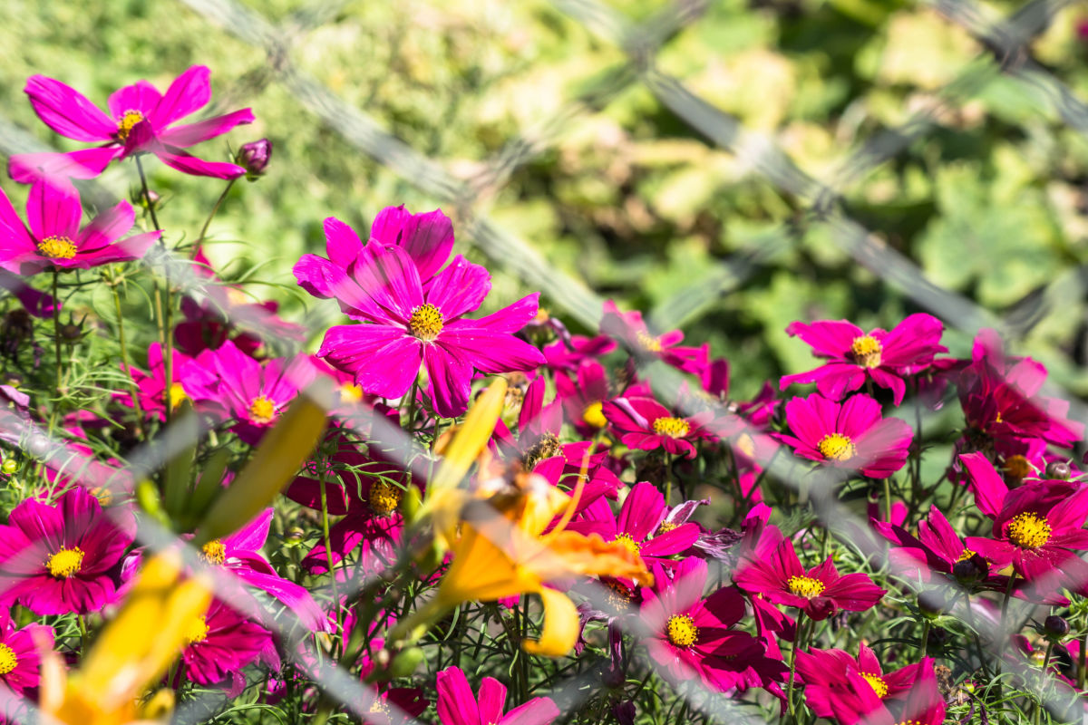 Flores altas de cosmos surgindo através do metal de uma cerca de tela.