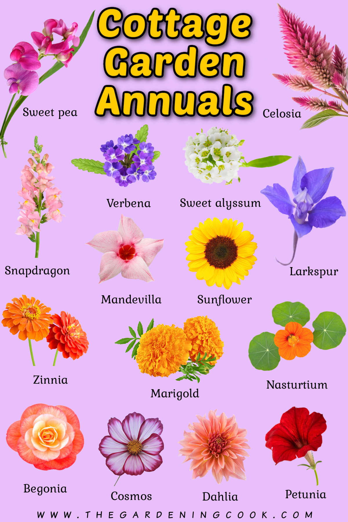 Imagens de anuais para jardim cottage com nomes das flores abaixo de cada uma.