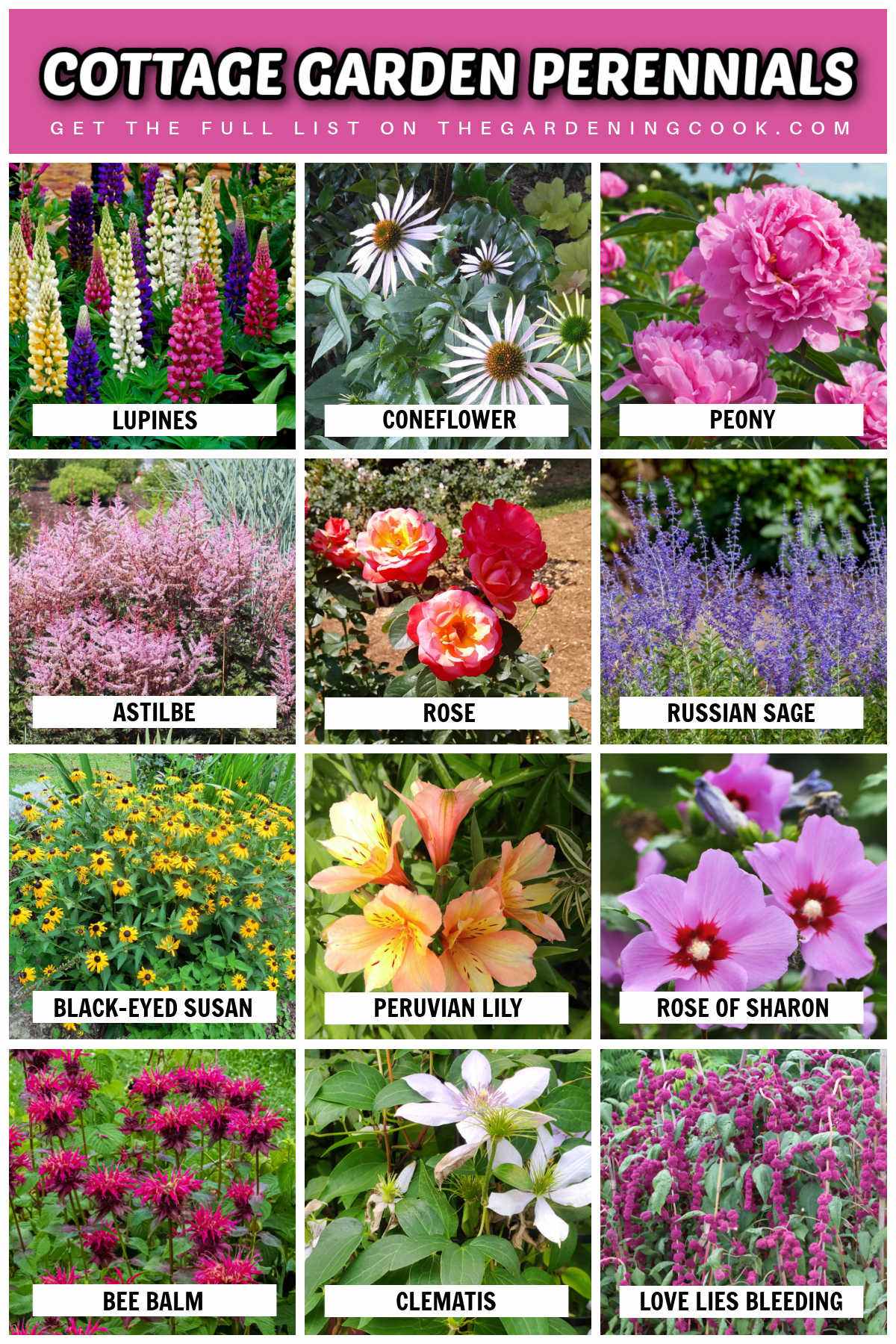 Plantas perenes para jardim cottage com nomes que incluem hibisco-sírio, peônia, rosa, erva-dos-gatos, lírio-do-peru, equinácea e mais.