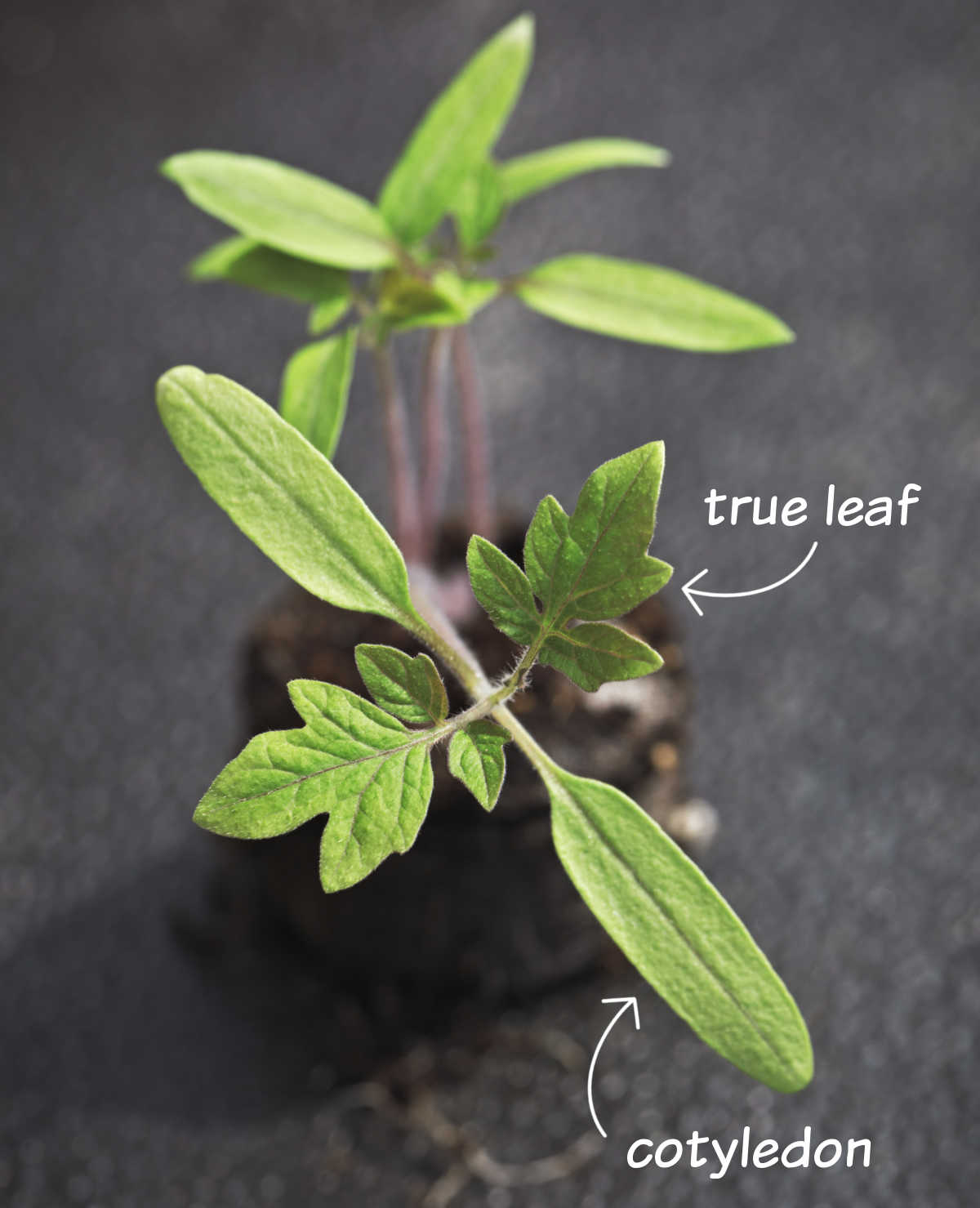 Cotilédone versus folha verdadeira em uma muda de tomate com folhas iniciais e primeiras folhas verdadeiras identificadas.