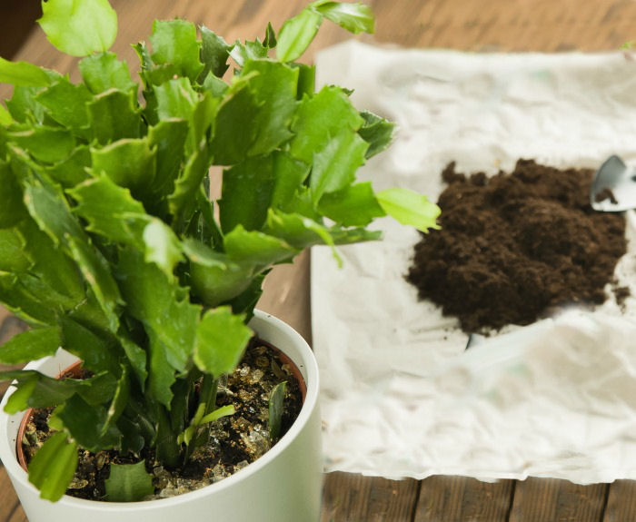 Cacto de Ação de Graças com um pouco de solo Cacto caranguejo em um vaso branco com um monte de solo sobre um pedaço de papel.