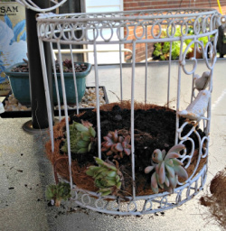 Uma gaiola com solo e plantas suculentas deitadas de lado, sentada sobre uma mesa de pátio.