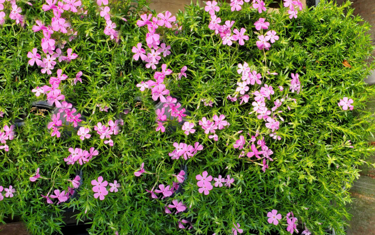 Flox rastejante com flores rosa-vivo em uma grande massa.