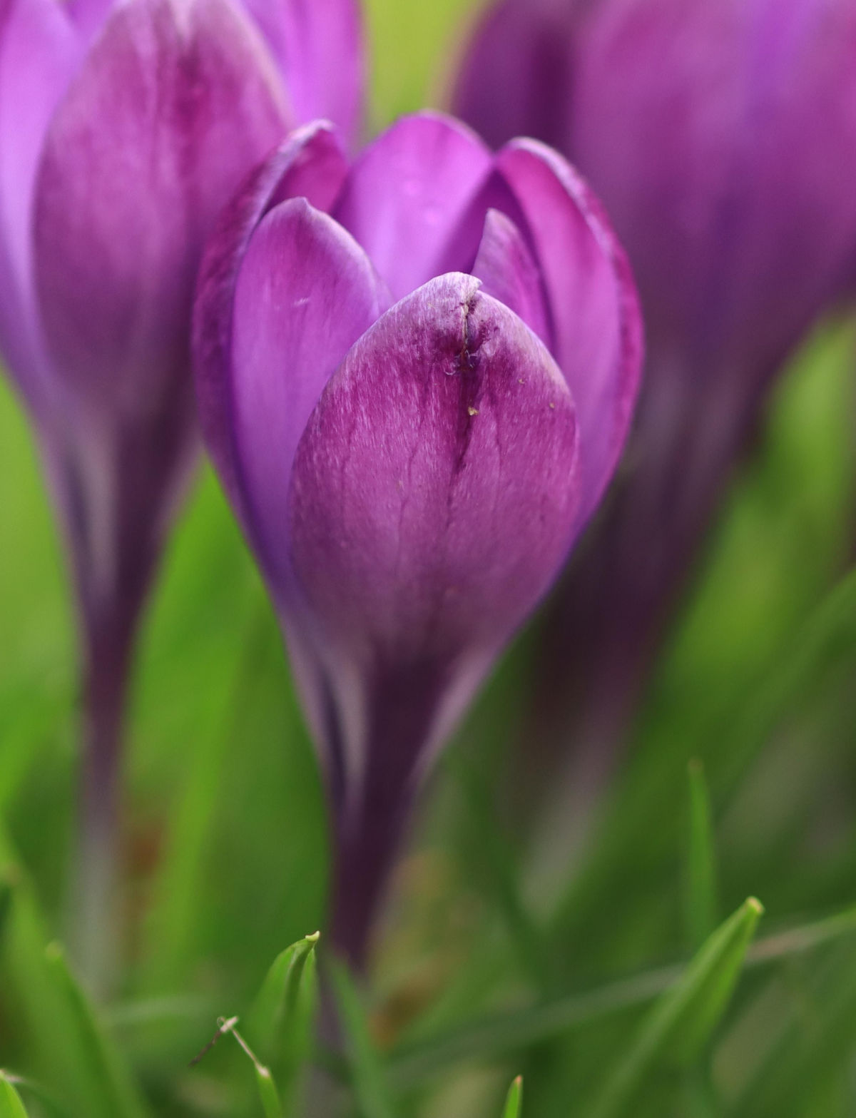 Flores de crocus em flor.