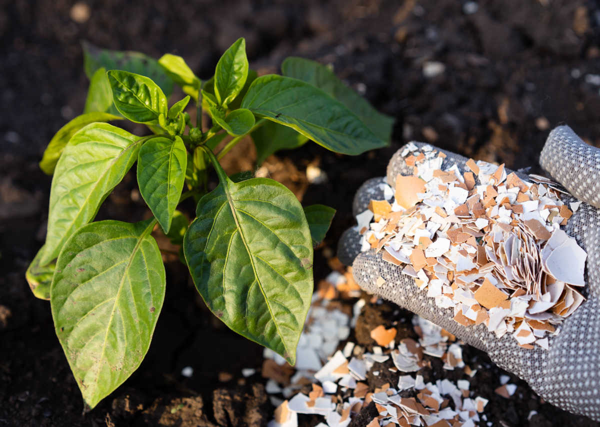 Uma mão com cascas de ovos trituradas para plantas, adicionando ao solo ao redor de uma planta de pimentão para ajudar a prevenir a podridão apical.