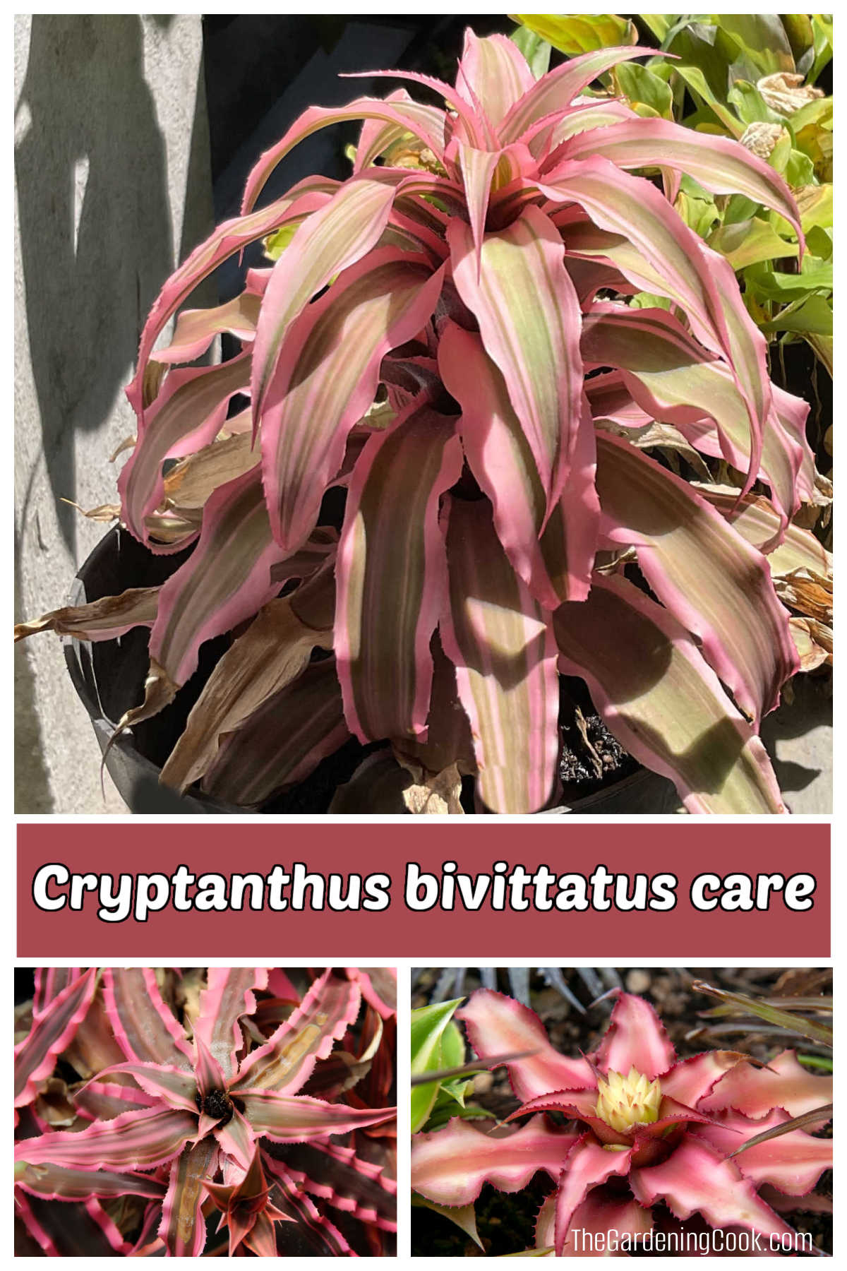 Fotos da bromélia Estrela-da-Terra mostrando flores e folhas. O texto rosa diz cuidados com Cryptanthus bivittatus.