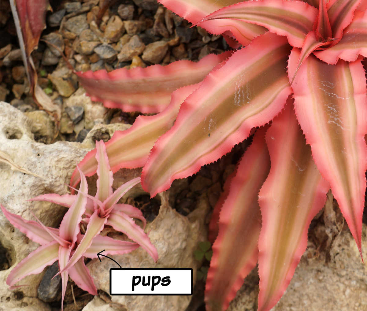Dois brotos de planta Estrela-da-Terra crescendo ao lado, na base, de uma planta-mãe madura de bromélia Cryptanthus, prontos para propagação.