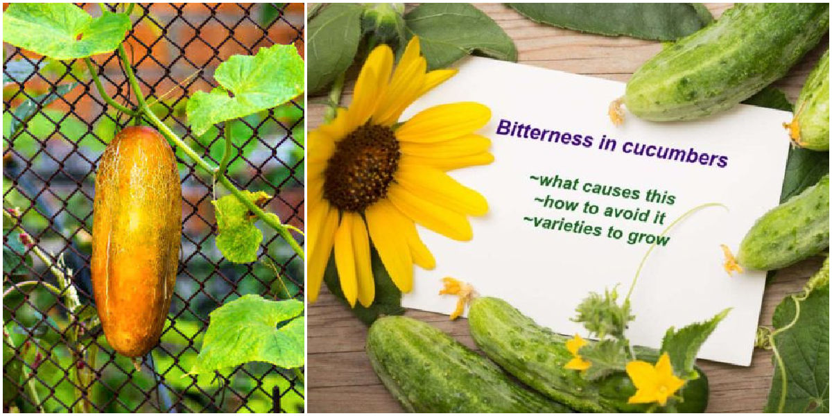 Colagem com pepino amarelo e cartão sobre amargor em pepinos.