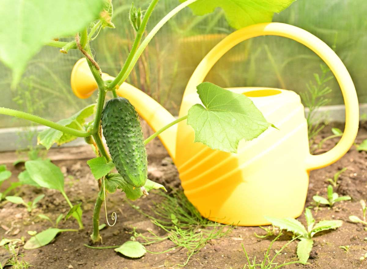 Planta de pepino com regador amarelo em um canteiro seco e quente.