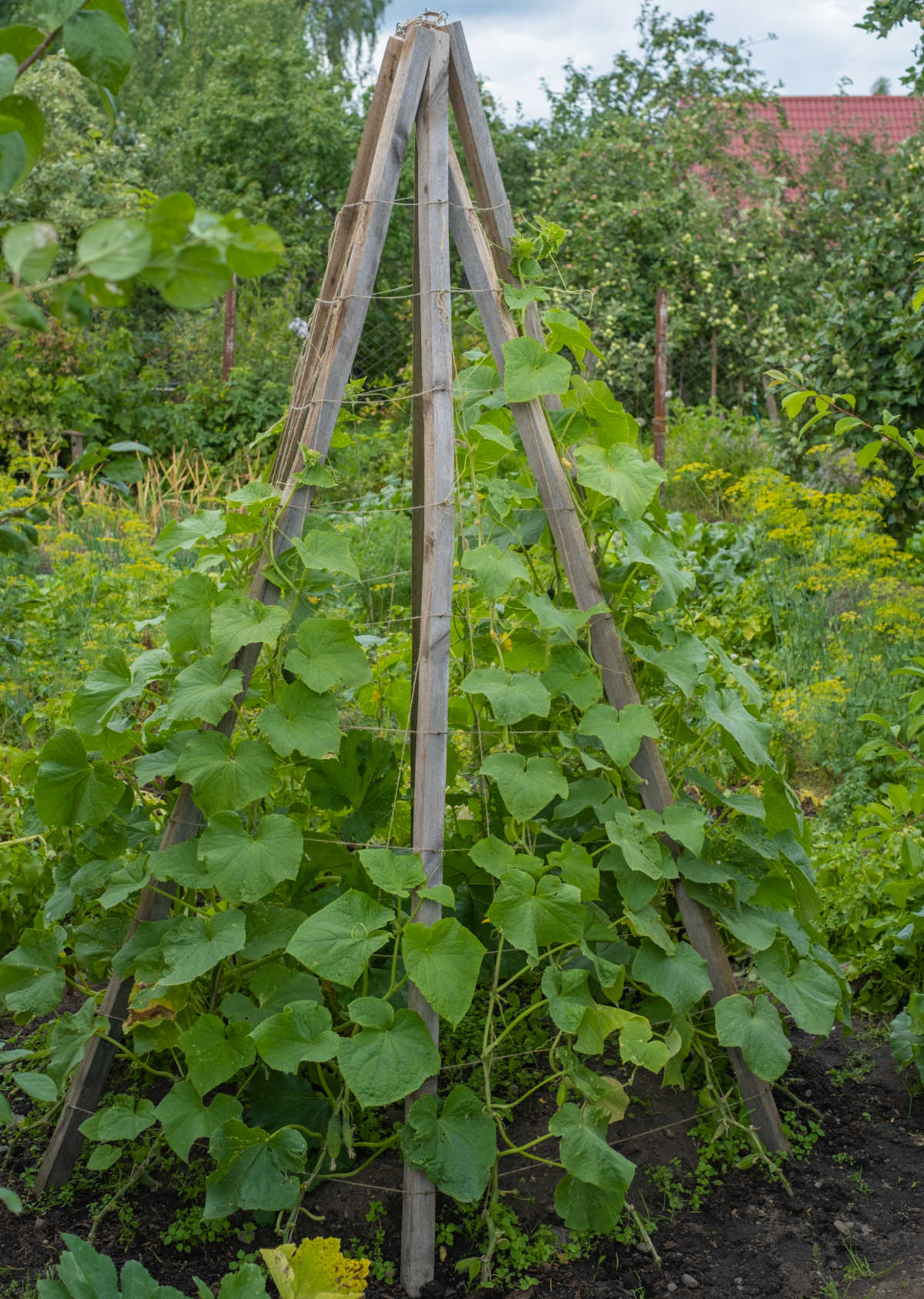 Uma treliça em forma de teepee para pepinos feita de madeira para crescer pepinos verticalmente.