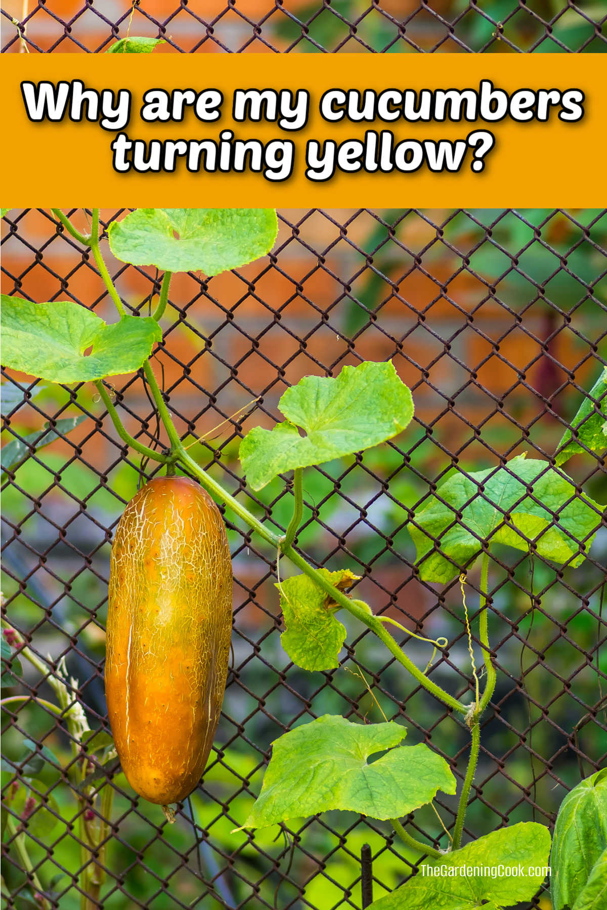 Pepino amarelo em uma treliça com as palavras Por que meus pepinos estão ficando amarelos?