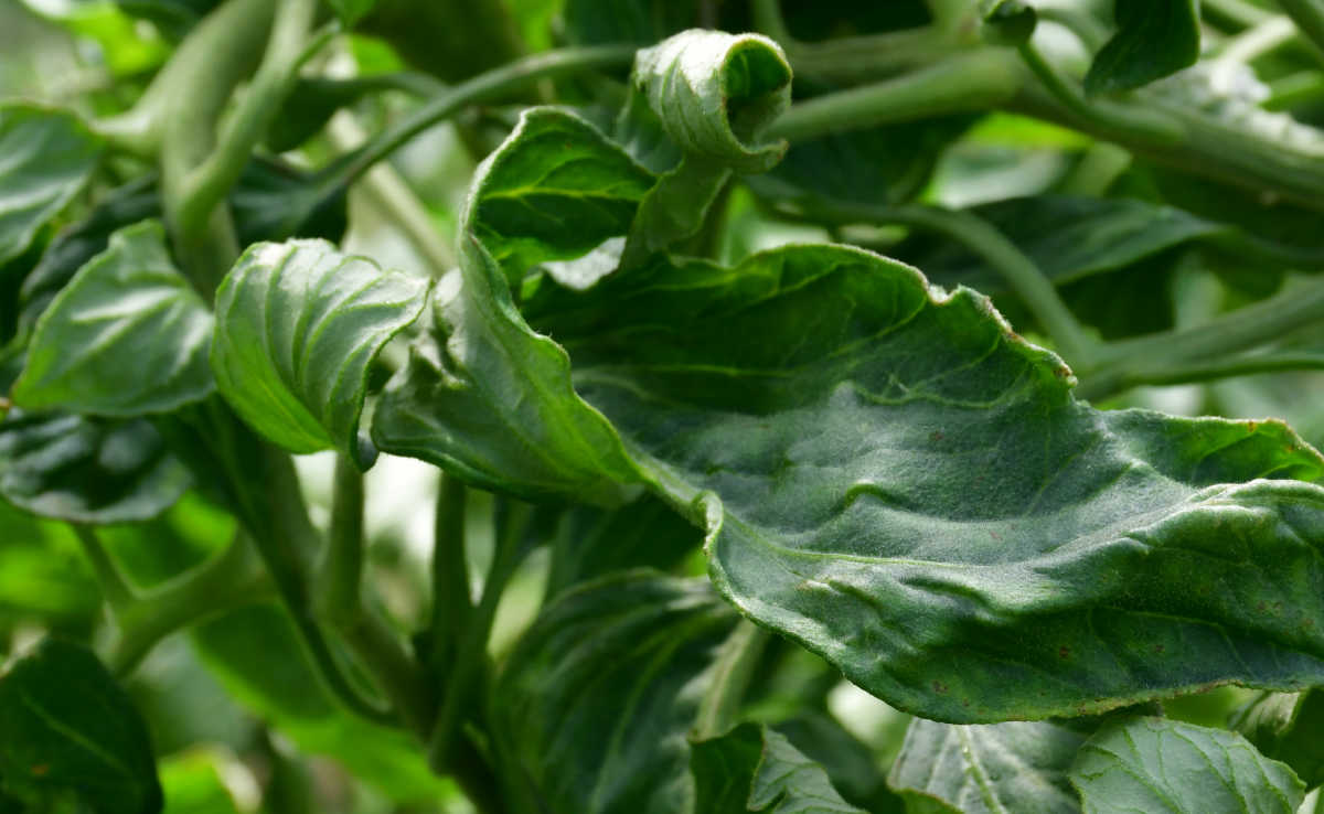 Folha de tomate enrolada, verde escura.