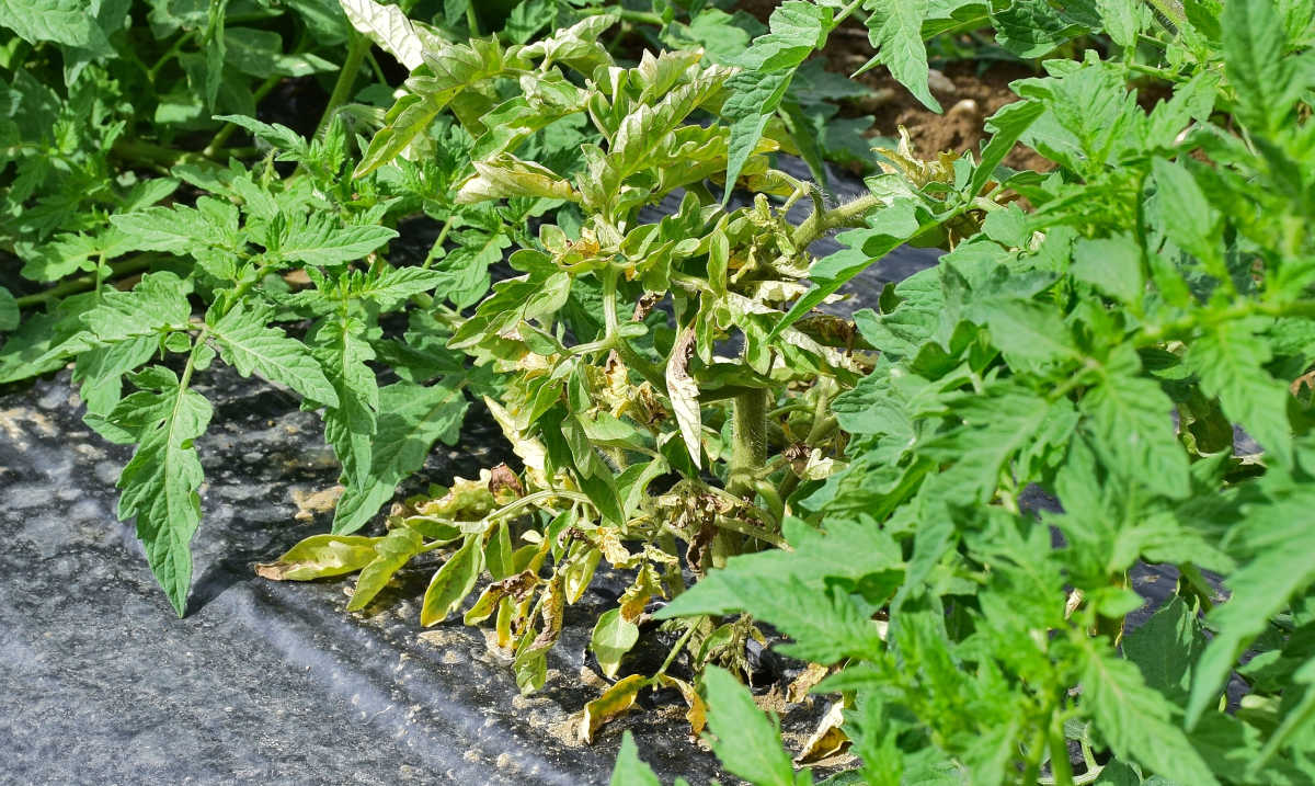 Folhas amarelas e enroladas em tomateiros causadas por herbicidas.