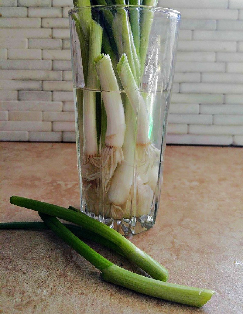 Trocando a água para ajudar as cebolas verdes a replantar em recipiente de vidro.