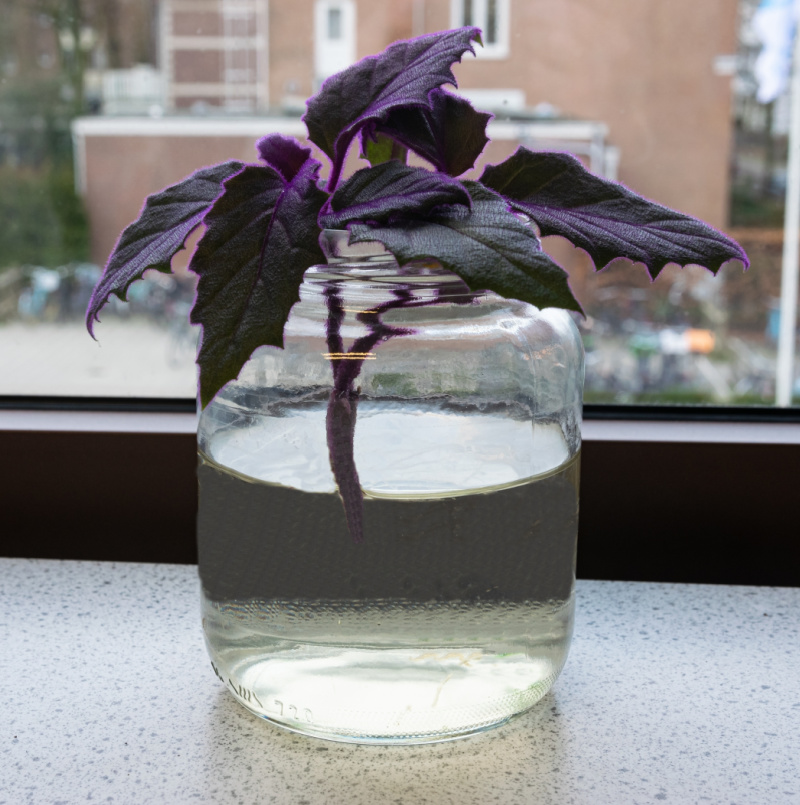 Uma estaca de purple passion plant em um copo de água.