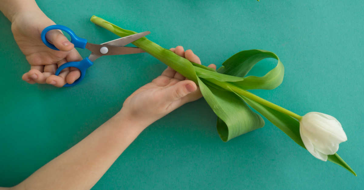 Mulher cortando os talos de uma tulipa branca em um ângulo.