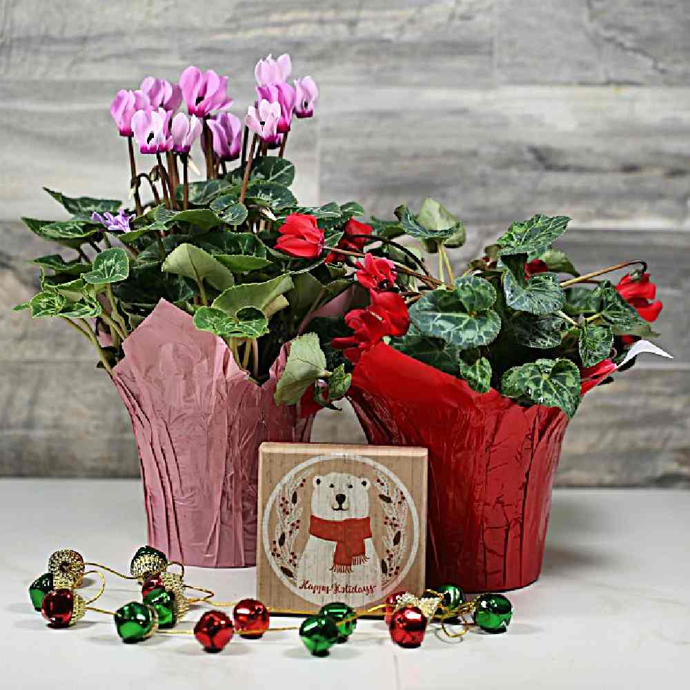 2 plantas de Natal — ciclamens rosa e vermelhos com sinos e uma caixa de urso polar.