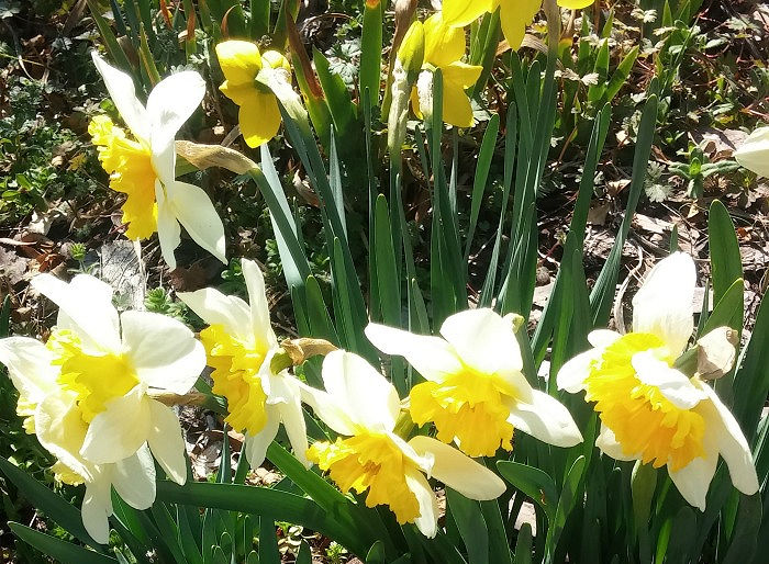 Um grupo de narcisos floridos em um jardim ensolarado de primavera.