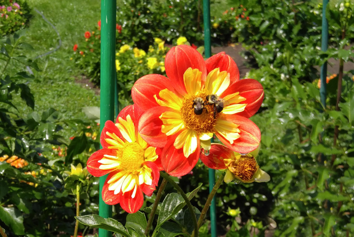 Abelhas se alimentando de pólen de uma flor de dália amarela e laranja.