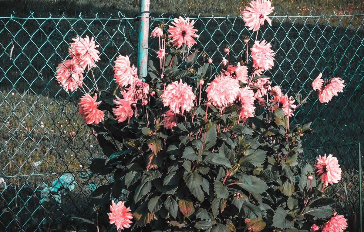 Dálias cor-de-rosa em flor usadas como privacidade ao longo de uma cerca.