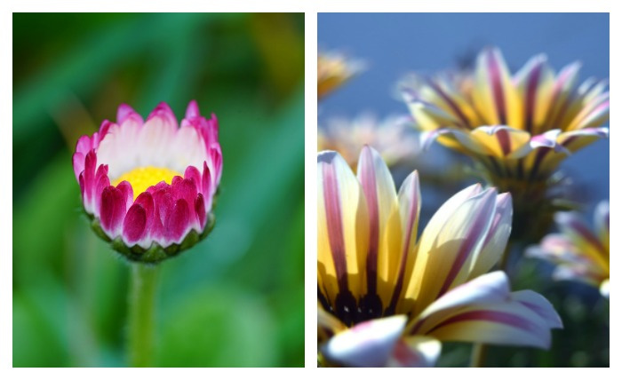 Flores de margarida e gazânia.