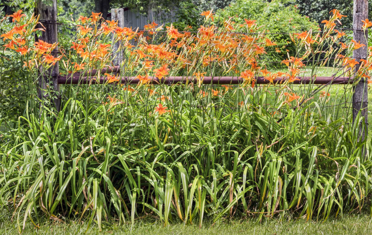 Hemerocallis laranja em flor escondendo uma cerca de metal.