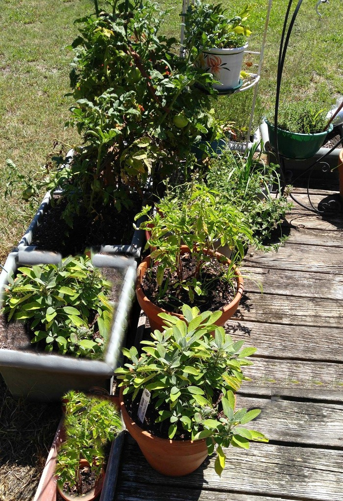 Jardim em um deck