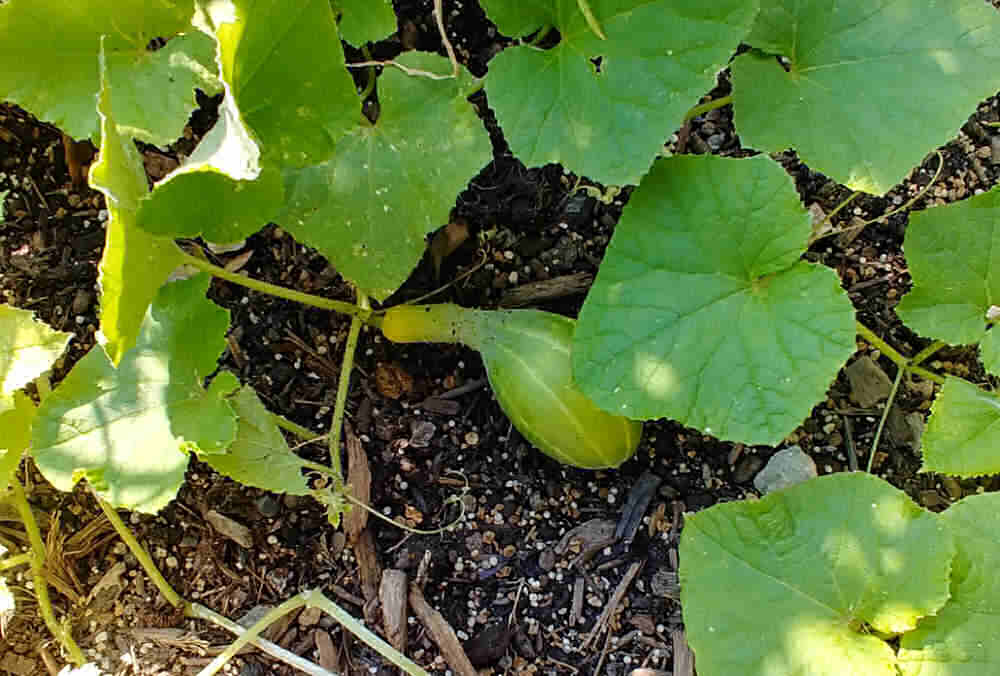 Pepino amarelo deformado sob folhas de pepino.