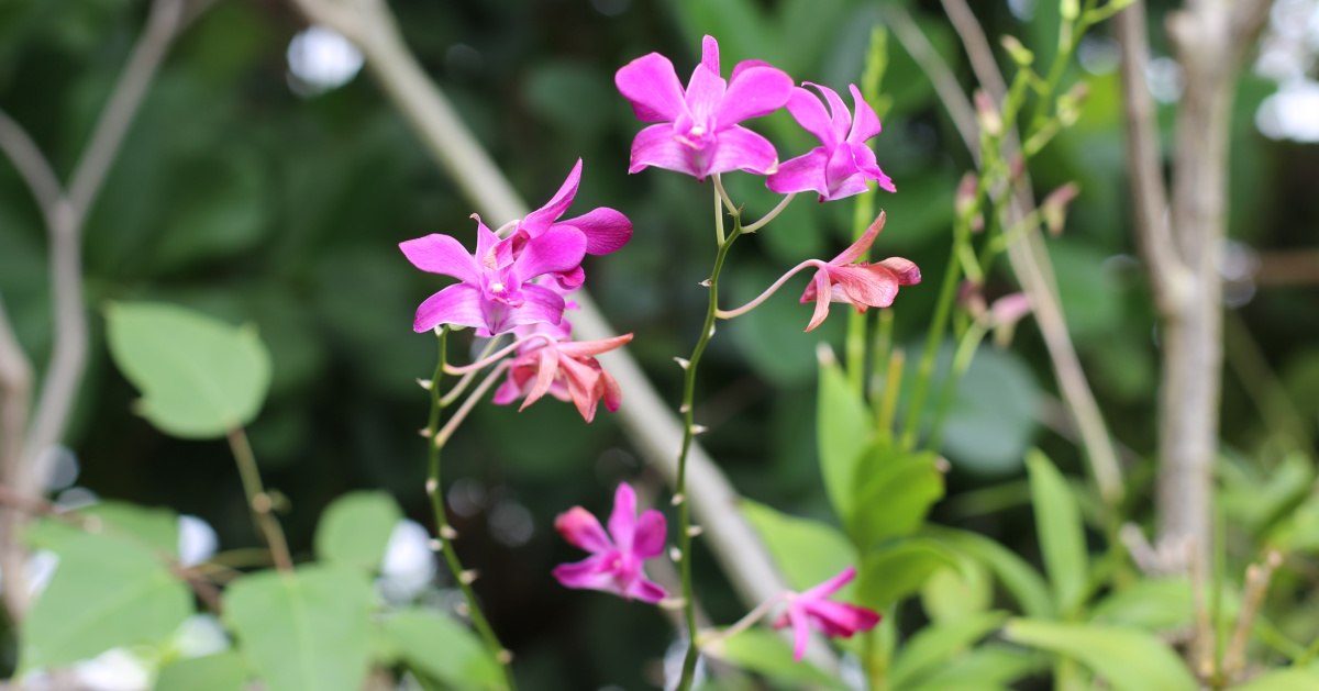 Uma imagem aproximada das pequenas flores rosas de uma orquídea dendrobium com folhagens ao redor.
