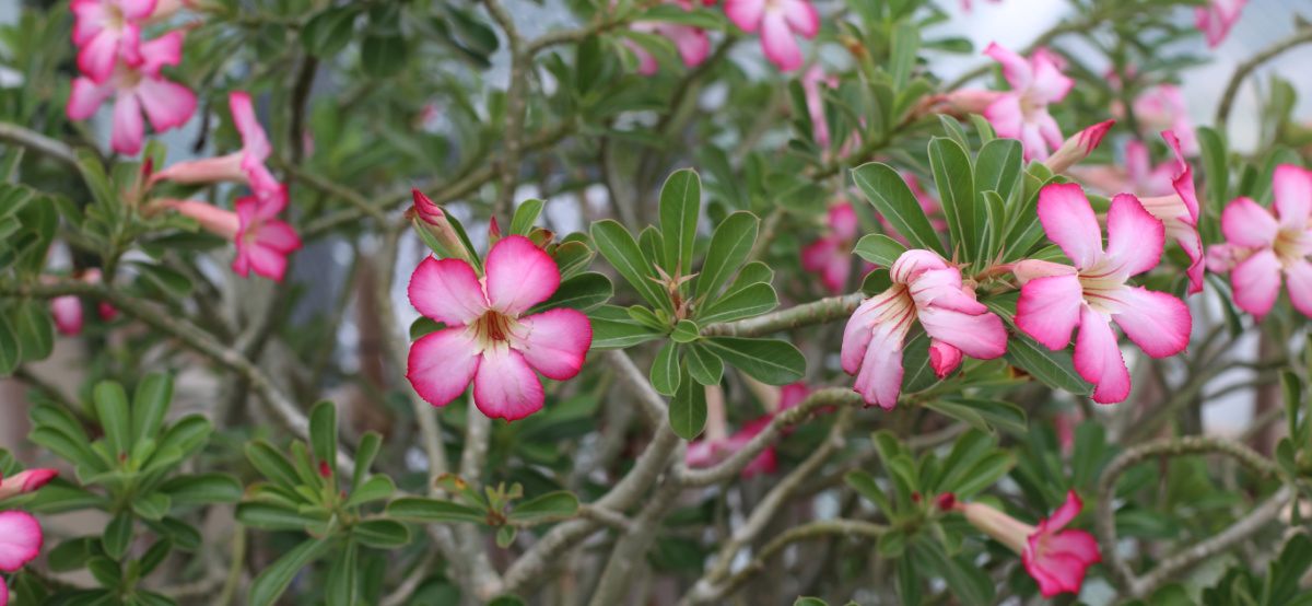 Uma seção de um arbusto suculento rosa do deserto (adenium obesum), mostrando suas pequenas flores rosas.