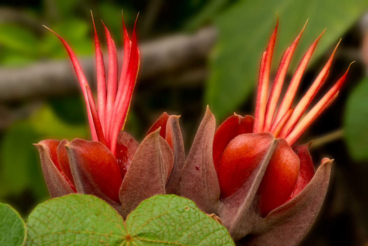 Flor vermelha da Árvore da Mão do Diabo.