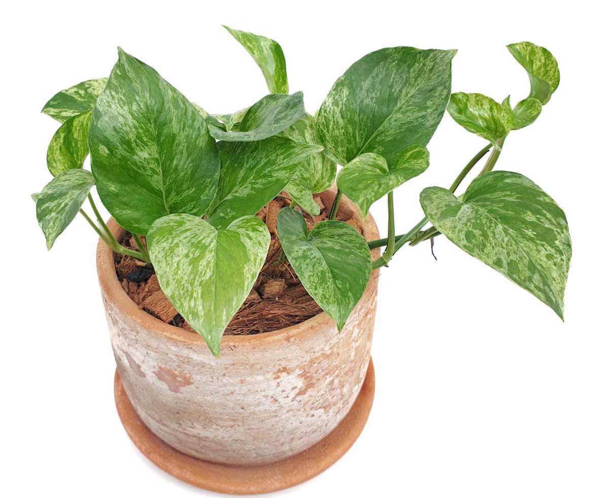 Hera-do-diabo, planta para pouca luz, em um vaso de terracota com pratinho.