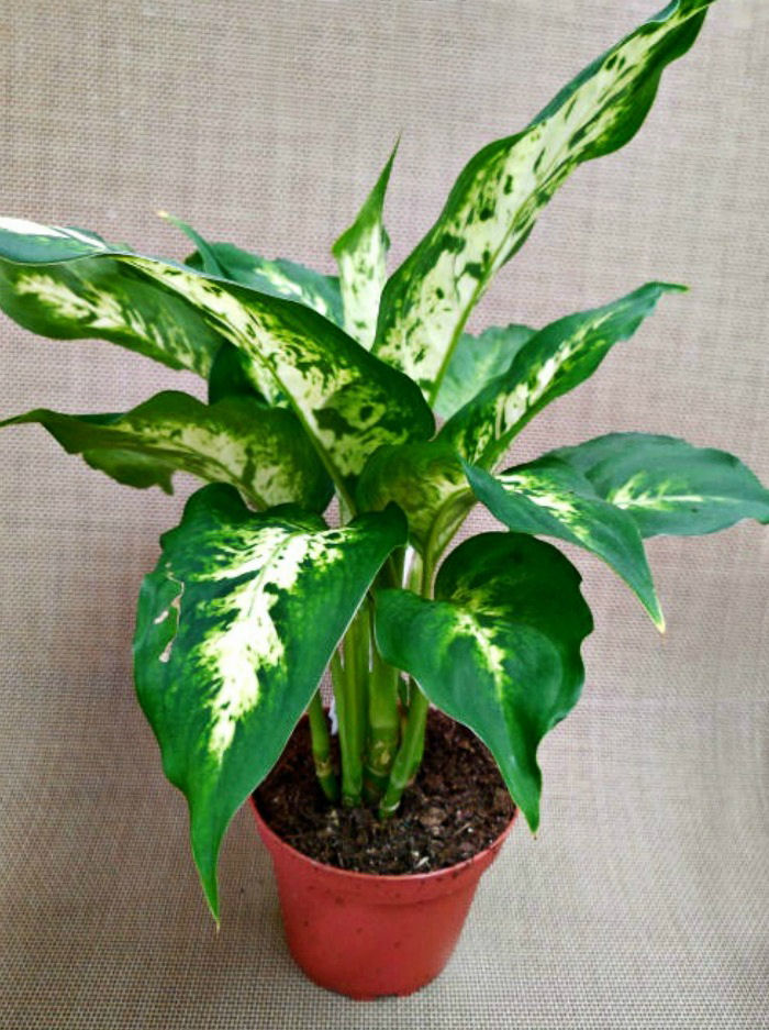 planta de dieffenbachia em um vaso laranja.