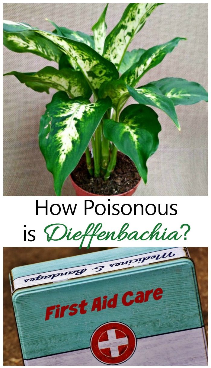 Planta de dieffenbachia e kit de primeiros socorros com texto que diz Quão Tóxica é a Dieffenbachia?
