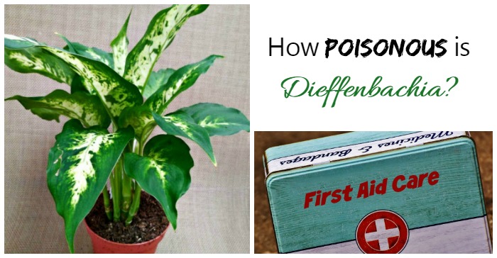 Planta de dieffenbachia e caixa de primeiros socorros com as palavras Quão tóxica é a dieffenbachia?