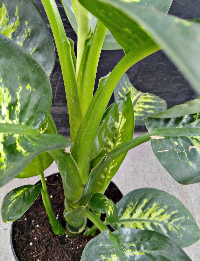Caule e folhas de dieffenbachia contêm uma toxina que afeta humanos e animais de estimação.