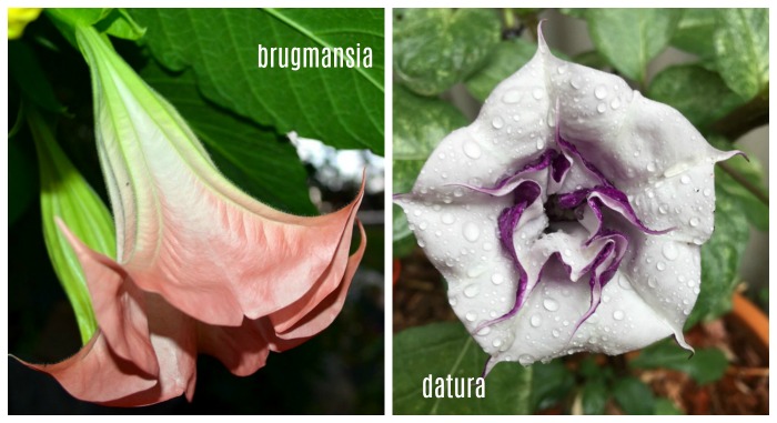 Uma colagem mostrando as diferenças entre brugmansia e datura