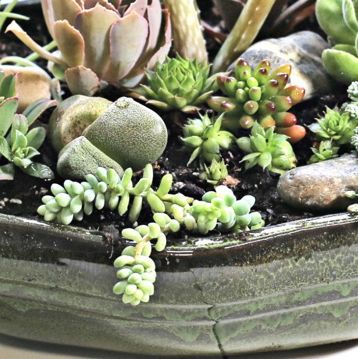 Jardim de suculentas em prato em close.