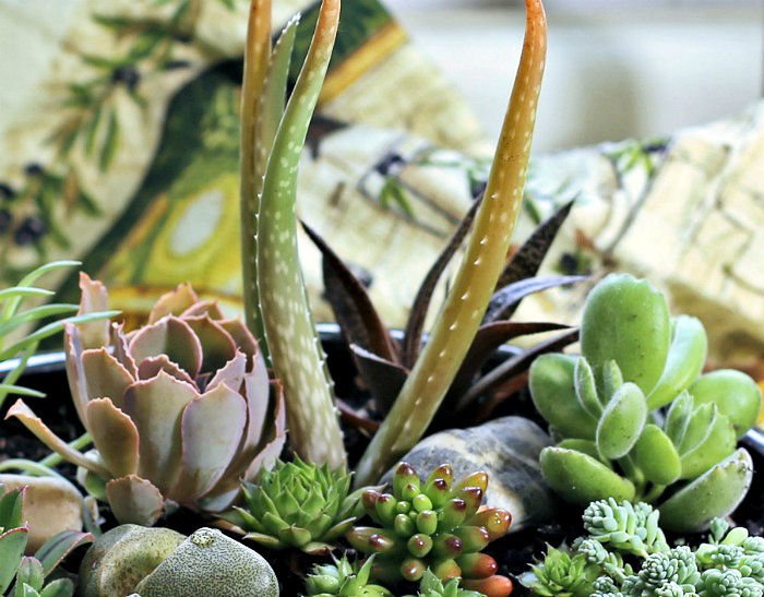 Aloe vera em um arranjo de suculentas.