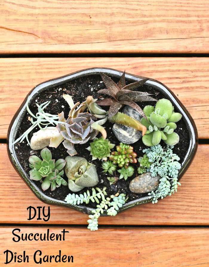 Jardim de prato com as palavras DIY jardim de suculentas.