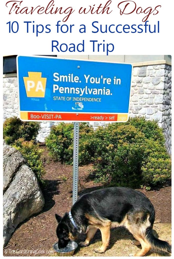 Cão pastor alemão com placa da Pensilvânia e texto dizendo Viajando com cães - 1- dicas para uma viagem de carro bem-sucedida.