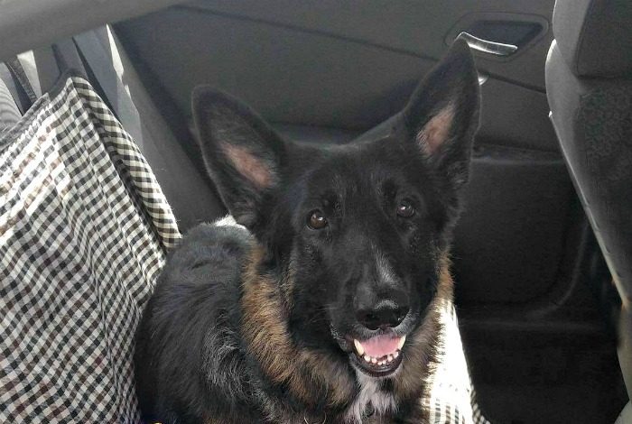10 dicas para uma viagem de carro bem-sucedida com cachorro