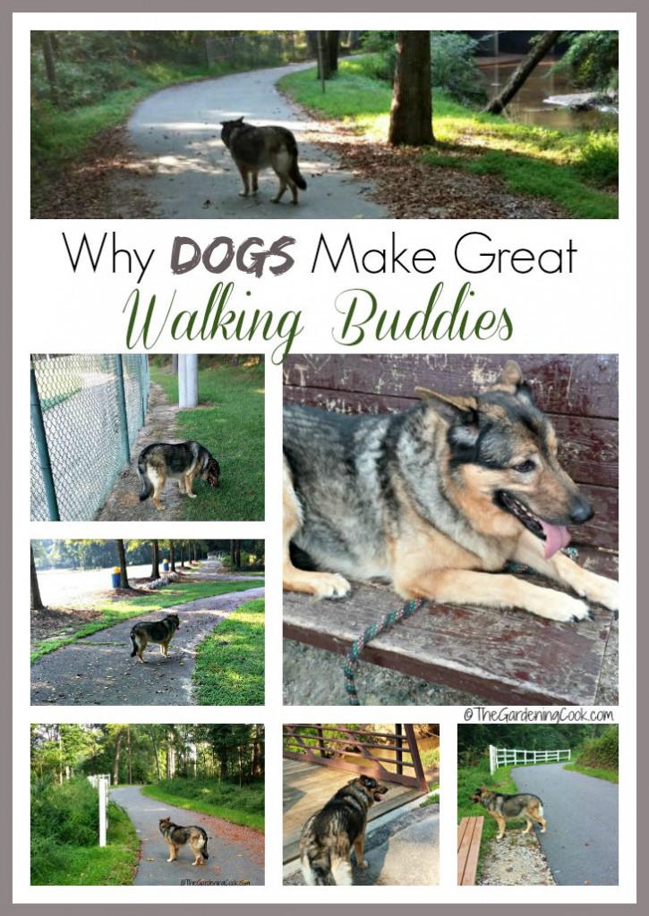 Precisando de motivação para exercícios? Experimente levar seu Cão para Caminhar. Os cães são os melhores parceiros de exercícios. Descubra por que em minha abordagem leve sobre meu melhor amigo de caminhadas.