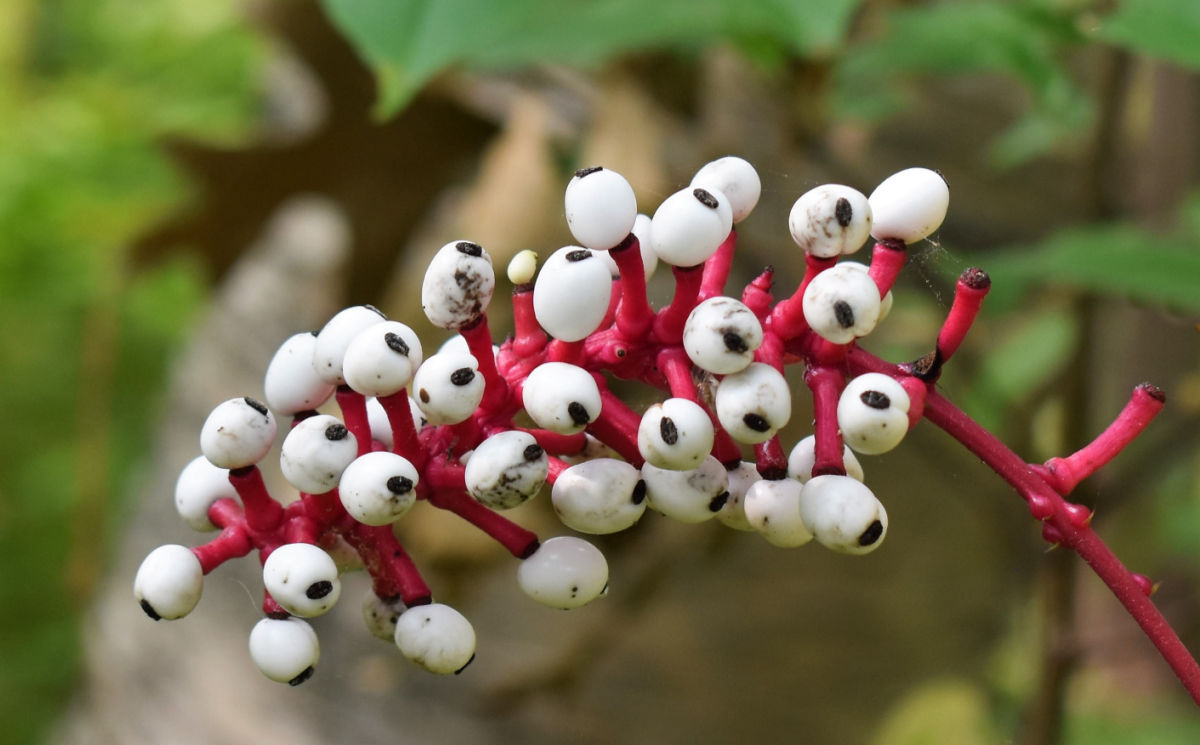 Bagas brancas e vermelhas da assustadora planta Olho de Boneca para o Halloween.