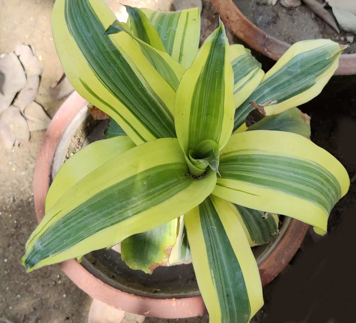Dracaena fragrans em um vaso de terracota.