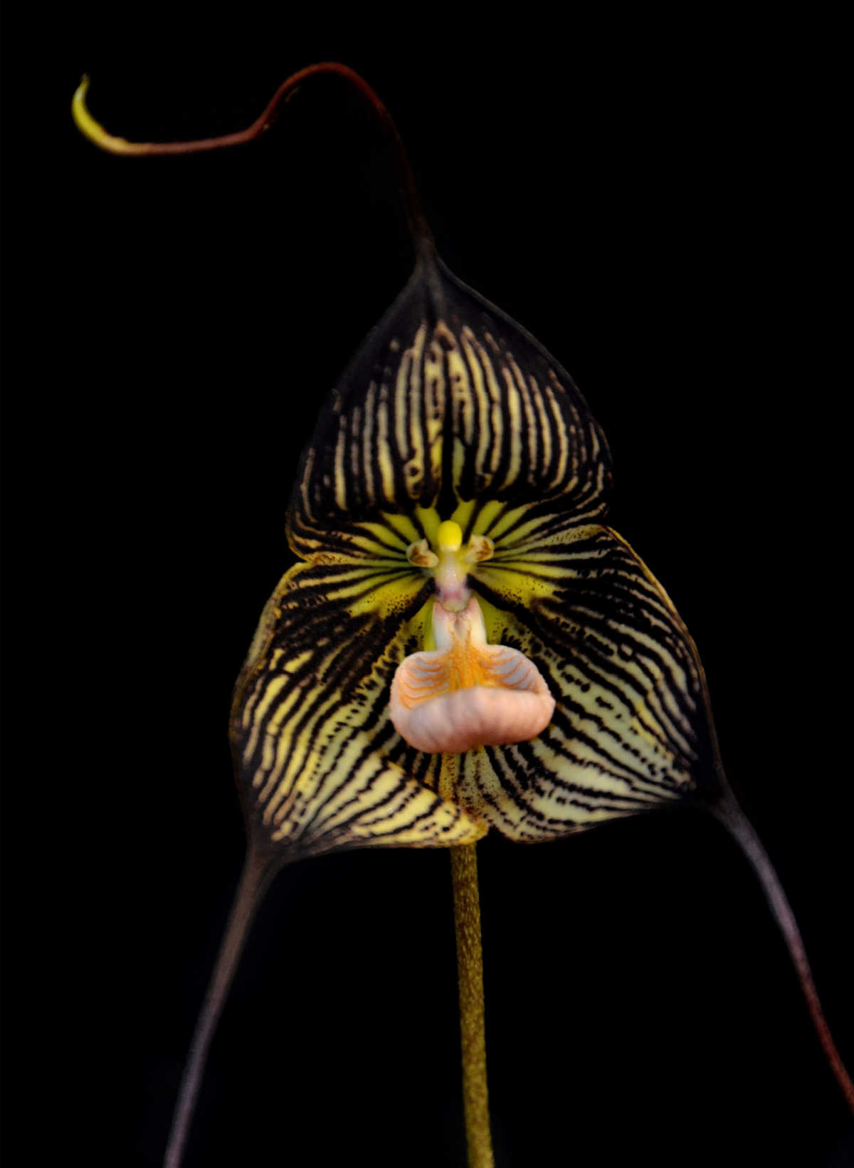 Orquídea Drácula preta com aparência de rosto e bigodes longos.