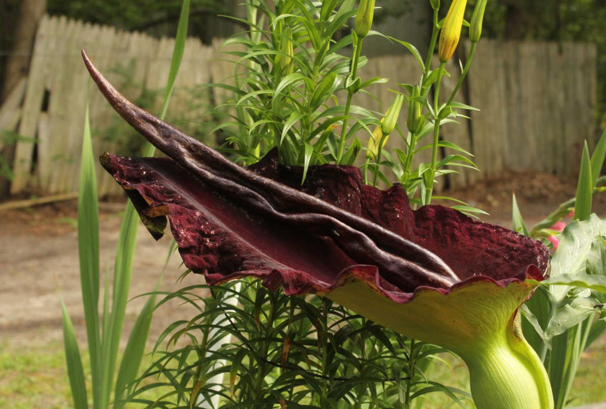 Flor assustadora de uma planta Lírio Dragão roxa.