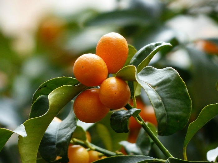 As plantas cítricas anãs florescerão e depois produzirão frutos em ambientes internos.